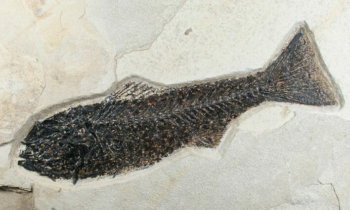 Mioplosus Fish Fossil From Inch Layer #7515